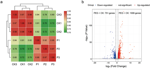 Figure 7. (a) Pairwise Pearson correlation coefficients comparing the transcriptome data of control (CK) and PEG-treated (P) samples in Cladophialophora brunneola. (b) Volcano plots illustrating differentially expressed genes (DEGs) between control and PEG-treated samples.