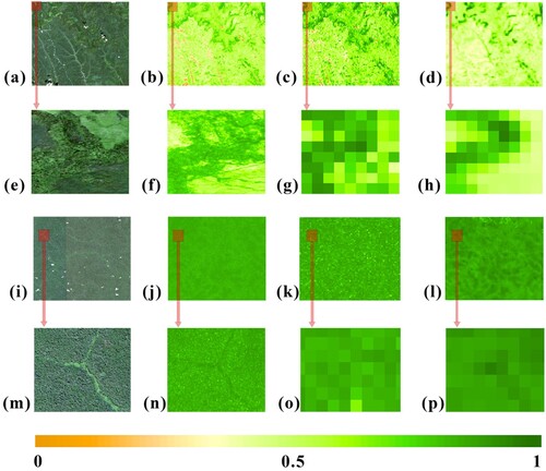 Figure 6. Comparing the FVC estimated using PDKDM-A with the FVC products (PROBA-V) for the evergreen forests. (a), (e), (i) and (m) are the images of needleleaf forests composed of RGB band. (b), (f), (j) and (n) are FSR FVC estimated by PDKDM-A from Sentinel-2 images. (c), (g), (k) and (o) are up-scaling images for FSR FVC estimated by PDKDM-A. (d), (h), (l), (p) are FVC products (PROBA-V). (a-h) Evergreen needleleaf forests and (i-p) evergreen broadleaf forests.