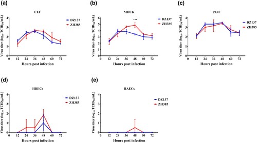 Figure 2. Viral growth kinetics of ZH385 and DZ137 strains in CEF, MDCK, 293 T, HBECs, and HAECs cell cultures. CEF, MDCK, 293 T, HBECs, and HAECs were infected at an MOI of 0.01. Cells were inoculated at an MOI of 0.01 TCID50/cell with DZ137 or ZH385. The supernatant of the plates was collected at 12, 24, 36, 48, 60, and 72 h post-inoculation. We determined the virus titres in MDCK cells using the TCID50 values. (a) CEF cells, (b) MDCK cells, (c) 293 T cells, (d) HBECs, and (e) HAECs. The virus titres are shown as the means log10TCID50/mL ± SDs. * indicates p < 0.05, ** indicates p < 0.01, and *** indicates p < 0.001 in comparison with the values for the DZ137 virus.