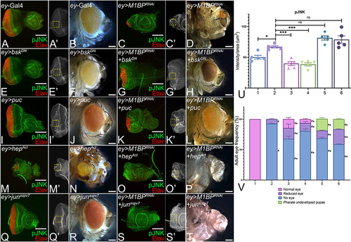 Figure 3. Modulation of JNK signaling affects eye suppression phenotype of M1BP downregulation. (A, C, E, G, I, K, M, O, Q, S) Eye antennal imaginal disc of third instar larvae stained for pJNK (green) and pan-neuronal marker Elav (red). (A, A’) ey-Gal4 control discs showing pJNK expression. (A’, C’, E’, G’, I’, K’, M’, O’, Q’, S’) Eye antennal imaginal disc showing split channel for pJNK staining. Quantification was performed using standard 100X100 pixel ROI. ROI is shown as yellow dashed boxes. Adult eye images of control (B) ey-Gal4, downregulation of M1BP (D) ey>M1BPRNAi, downregulating JNK pathway: (F) ey>bskDN, (H) ey>M1BPRNAi+bskDN, (J) ey>puc, (L) ey>M1BPRNAi+puc, upregulating JNK pathway: (N) ey>hepAct, (P) ey>M1BPRNAi+hepAct, (R) ey>junaspvCitation7, (T) ey>M1BPRNAi+junaspvCitation7. Eye-antennal imaginal discs of control (A, A’) ey-Gal4, downregulation of M1BP (C, C’) ey>M1BPRNAi, downregulating JNK pathway: (E, E’) ey>bskDN, (G. G’) ey>M1BPRNAi+bskDN, (I, I’) ey>puc, (K, K’) ey>M1BPRNAi+puc, upregulating JNK pathway: (M, M’) ey>hepAct, (O, O’) ey>M1BPRNAi+hepAct, (Q, Q’) ey>junaspvCitation7, (S, S’) ey>M1BPRNAi+junaspvCitation7. Note that (H, L) downregulation of JNK signaling showed significant rescues in adult eye phenotypes; whereas (P, T) activation of JNK signaling enhanced the eye suppression phenotype of (D) ey>M1BPRNAi. (U) Quantification of pJNK intensity using Fiji/ImageJ software (NIH). The genotypes depicted in the graph are 1: ey-Gal4, 2: ey>M1BPRNAi, 3: ey>M1BPRNAi+bskDN, 4: ey>M1BPRNAi+puc, 5: ey>M1BPRNAi+hepAct and 6: ey>M1BPRNAi+junaspvCitation7. (V) Graphical representation of adult eye phenotype frequency. The genotypes depicted in the graph are 1: ey-Gal4, 2: ey>M1BPRNAi, 3: ey>M1BPRNAi+bskDN, 4: ey>M1BPRNAi+puc, 5: ey>M1BPRNAi+hepAct and 6: ey>M1BPRNAi+junaspvCitation7. For adult eye frequency, statistical significance with eyGal4 and ey>M1BPRNAi are depicted using # and * respectively. Graphs were plotted with mean +/- SEM. For quantification, statistical significance in each graph is shown by p-value: ****p<0.0001, ***p<0.001; **p<0.01; *p<0.05. The orientation of all imaginal discs is identical with posterior to the left and dorsal up. The magnification of all eye-antennal imaginal discs is 20X and adult eyes are 10X unless specified.