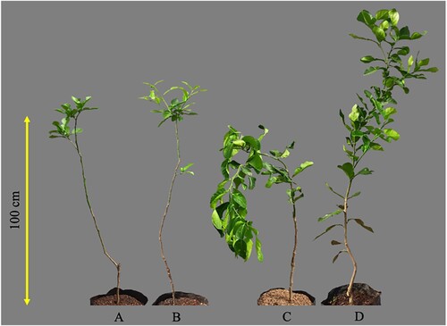 Figure 1. Morphological appearance of kaffir lime at 4 WATs subjected to various treatments: defoliation and drought stress (A); only defoliation (B); only drought stress (C); control (D). Note: The yellow line in the figure is equal to 100 cm.