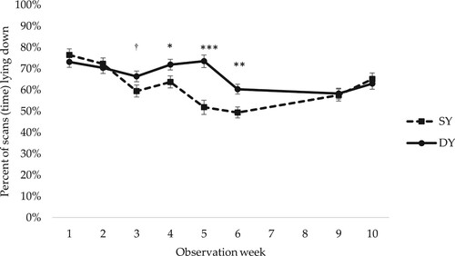 Figure 6. Percentage of scans (time) spent lying by Swedish Yorkshire (SY) and Dutch Yorkshire (DY) female piglets in observation weeks 1–10. In total 17 scans per female piglet and observation week. LSM ± SE. For observations in weeks 3 and 4 in AP pens, when the piglets had access to both the home and the neighbouring pen, observations in both pens are included. Weaning occurred at week 5. N = 784 scans. Significance levels for pairwise differences within observation week are indicated: ***p < 0.001, **0.001 < p < 0.01, *0.01 < p < 0.05, †0.05 < p < 0.1.