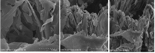Figure 3. Scanning electron microscopy images of Selaginella bryopteris.