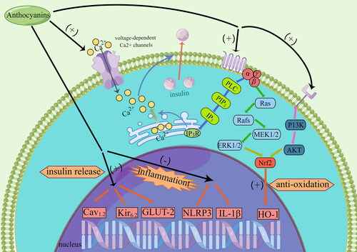 Figure 3. The mechanism of anthocyanins on islets function and transplantation in the cellular level.
