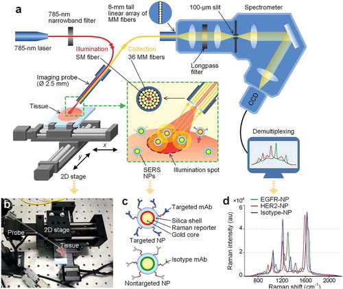Figure 2. Schematic of the Raman spectra-imaging system. A 785 nm laser is used to illuminate the NP-stained tissue, creating a submillimeter-diameter laser spot. Raman-scattered photons from illuminated NPs are collected by multimode fibers and transmitted to a customized spectrometer (Andore Holospec®), where they are dispersed onto a cooled deep-depletion spectroscopic CCD. For raster scanning imaging, two axes are controlled through a custom LabVIEW program to translate the tissue sample. (b) A photograph of the raster-scanned tissue-imaging device. (c) A depiction of targeted SERS NPs and Biomarker-targeted surface-enhanced Raman scattering (SERS) nanoparticles (NPs) have been explored as a viable option for targeting and imaging multiple cell-surface  biomarkers of cancer. (d) The Raman spectra of the various SERS NPs used in a related study [Citation31].
