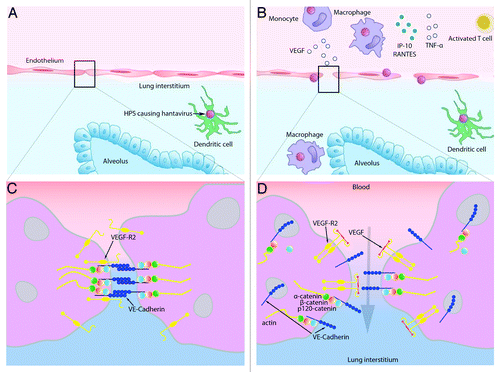 Figure 2. Proposed model for HPS pathogenesis. The exact means of entry of hantaviruses into the vascular endothelium is not known, but likely is via infected dendritic cells and/or infected alveolar macrophages (A). Infection of endothelial cells by hantavirus causes secretion of VEGF, triggering the disruption of adherens junctions and downregulation of VE-cadherin (see details in [D]). Hantavirus-infected endothelial cells also produce proinflammatory cytokines and chemokines, such as IP-10 and RANTES, and upregulate adhesion molecules on their cell surface, attracting monocytes, macrophages, and T cells. Accumulation of hantavirus infected monocytes and macrophages in the vicinity of the endothelium results in a “cytokine storm” by secreting additional chemokines/cytokines. Additional VEGF is secreted by hantavirus activated T cells, platelets, and macrophages. At this point VEGF could achieve high concentrations in the microvasculature of the lung, resulting in vascular hyper permeability and leakage (B). (C) Diagram of intact adherens junctions. (D) Diagram of disrupted adherens junctions.