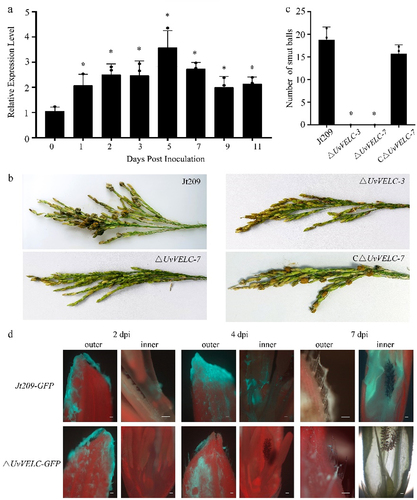 Figure 5. UvVELC plays crucial roles in pathogenicity of U.Virens. (a) qRT-qPCR evaluated the expression profiles of UvVELC during spikelet infection stage (at 0, 1, 2, 3, 5, 7, 9, and 11 dpi). (b) Disease symptoms caused by the wild type strain Jt209, ΔUvVELC-3, ΔUvVELC-7, and CΔUvVELC-7 strains three weeks after inoculation. (c) Statistical analysis conducted on the mean number of false smut balls per spikelet. Three replicates with at least 20 inoculated panicles in each trial. The mean values and SDs from three independent biological experiments with similar results statistically analyzed. * denotes significant differences between mutants and the wild-type strain, as determined by Duncan’s test (p < 0.05). (d) Mycelial extension of Jt209-GFP and ΔUvVELC-GFP inside the spikelets were observed at 2, 4, 7 dpi. bar, 100 μm.
