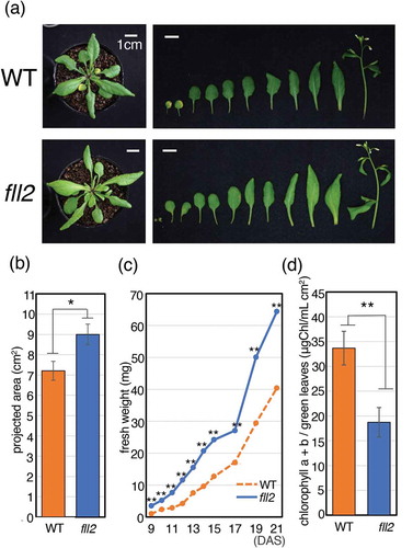 Figure 2. Characteristics of the fll2 mutant during the vegetative growth stage. (a) Features of wild-type (WT) and fll2 mutant plants (fll2) at 25 DAS. The left panels show whole plants. The right panels show the individual leaves and stems of plants. Scale bar = 1 cm. (b) Size of leaves of the fll2 mutant and WT at 21 DAS (n = 20). An asterisk indicates the value with significant differences (P < 0.05). The error bars represent the means ± SDs. (c) Time course analysis of the total weight of fresh leaves between 9 and 21 DAS. (d) The amount of chlorophyll a + b in green leaves at 21 DAS (n = 17 (WT) and 20 (fll2)). WT, wild type; fll2, fll2 mutant. The single and double asterisks indicate mean values with significant differences (P < 0.05 and P < 0.01, respectively). The error bars represent the means ± SDs