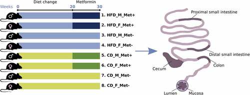 Figure 1. Experimental design of the study (N = 24) and intestinal sites studied. Abbreviations: HFD – high-fat diet; CD – control diet; M – male; F – female; Met+ – receiving metformin treatment for 10 weeks; Met- – not receiving metformin treatment.