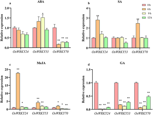 Figure 7. Expression patterns of OsWRKY24, OsWRKY53, and OsWRKY70 responses to ABA, SA, MeJA and GA.