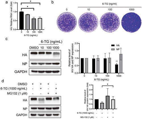 Figure 3. 6-TG inhibits IAV replication via promoting HA proteolytic degradation. (a) 6-TG moderately inhibited IAV RNA replication. IAV-infected A549 cells were treated with 6-TG for 36 h and viral RNA were quantified by qRT-PCR, normalized to GAPDH (n = 3 independent experiments with two or three replicates each). (b) 6-TG reduced IAV HA accumulation at 1000 ng/mL dose. Western blotting analysis of IAV HA and NP. Images are representative of three independent experiments. (c) 6-TG significantly reduced virion production at 1000 ng/mL dose. Viral particle production was analysed by plaque assay. Images are representative of three independent experiments with six replicates each. (d) 6-TG-induced HA degradation was blocked by MG132. Together with 6-TG (36 h), MG132 (1 μM) was add for 36 h to block proteasome-dependent protein degradation. Cell lysates were subjected to western blotting for IAV HA protein level. Images are representative of three independent experiments. Data are presented as the means ± SEM (*, p < 0.05; **, p < 0.01; ***, p < 0.001).