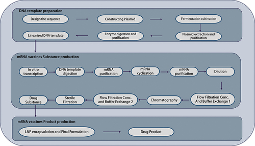 Figure 2. The process of circRNA vaccine productions.