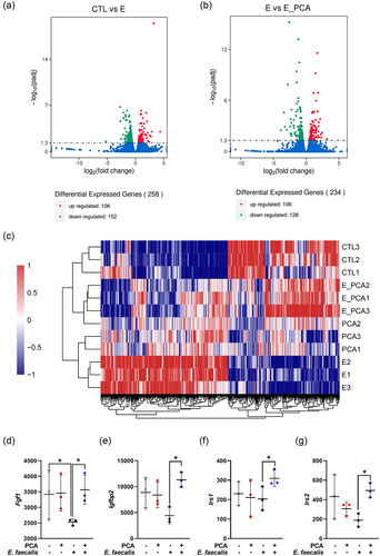 Figure 5. PCA ameliorated insulin resistance induced by E. faecalis in MAFLD mice. (a) Differential genes expressed between CTL and E. faecalis group. (b) Differential genes expressed between E. faecalis group and E. faecalis + PCA group. (c) Heatmap involving in CTL, PCA group, E. faecalis group and E. faecalis + PCA group. (d) Expression of Fgf1. (E) Expression of Igfbp2. (f) Expression of Irs1. (g) Expression of Irs2. Data represent as mean ± SD (n = 3), and significant correlations were marked by *P < 0.05. CTL, control group; E, E. faecalis group; E_PCA, E. faecalis + PCA group; Fgf1, fibroblast growth factor 1; Igfbp2, insulin-like growth factor binding protein 2; Irs1, insulin receptor substrate 1; Irs2, insulin receptor substrate 2; PCA, protocatechuic acid.