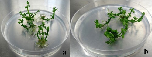 Figure 2. Multiple shoot regeneration from nodal explants of B. monnieri treated with methanolic and aqueous extracts of D. miniatum. Regenerated shoots in culture medium supplemented with (a) 90 mg/L methanol extract and (b) 80 mg/L aqueous extract, after eight weeks of culture.