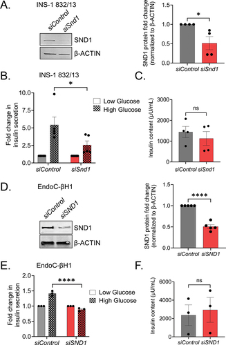 Figure 2. Reduction in Snd1 negatively impacts glucose-stimulated insulin secretion in rodent and human β cell lines. Immunoblot of nuclear extracts from siControl and siSnd1 treated INS-1 832/13 (a) and EndoC-βH1 (d) cells demonstrate significant reductions of SND1. Quantitation of SND1 protein levels normalized to β-ACTIN shown to the right. (b) glucose-stimulated insulin secretion in siSnd1 cells is blunted in INS-1 832/13 (b) and EndoC-βH1 (e) cells with no change in insulin content (c, f). (n = 3–5). ns, not significant; *, p < 0.05; ****, p < 0.0001.