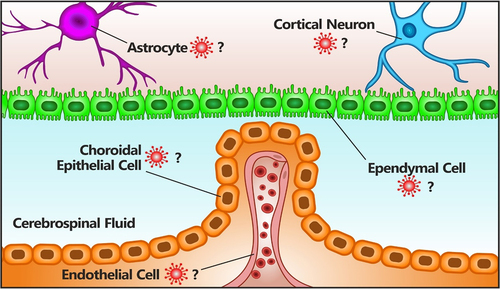 Figure 6. Possible neurotropism of TiLV. Virus antigen or viral RNA (indicated by the red virus next to each cell type) has been detected in the different cell types here depicted. These are the neurons, the ependymal cells, the choroidal epithelial cells and endothelial cells. In addition, astrocyte-like cells deriving from the brain of tilapia and used in an organoid model of the tilapia BBB [Citation123] were also found to be susceptible to TiLV infection, suggesting that these cells may as well be infected by the virus.