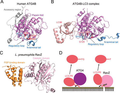 Figure 3. Structure and cleavage mechanism of ATG4 and RavZ. (A) Crystal structure of H. sapiens ATG4B (PDB 2CY7). The side chains of the catalytic residues and Trp142 are shown with a stick model. (B) Crystal structure of the H. sapiens ATG4B–LC3 complex (PDB 2Z0E). (C) Crystal structure of L. pneumophila RavZ (PDB 5CQC). (D) Distinct deconjugation mechanisms of ATG4 and RavZ. FG and F indicate C-terminal residues of LC3 after deconjugation.