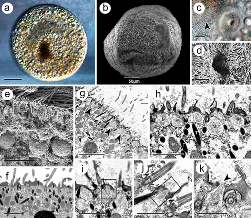 Figure 2. Trophont of I. multifiliis. (a, b) Holistic view of trophont. (c, d) Cytostome with nearly apex of trophont (arrowhead) where kineties rationally extended. (e, f) Cortex periphery of trophont. (g) Rosettes of mucocyst (arrowheads) contains amorphous materials laid down the cell membrane. (h) Magnification of mucocyst. (i – k) Mucocysts at different extrusive stage. M, mucocyst; Mi, mitochondrion, T, toxicyst. Scale bars 50 μm (a, b), 20 μm (I), 10 μm (c), 5 μm (d, e, g) 2 μm (f, h, i), 1 μm (j, k).
