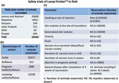 Figure 2. Safety of Lumpi-ProVacInd in field animals. a total of 26,940 animals across six Indian states (a) comprising of 26,527 cattle, 413 buffaloes (2889 pregnant cattle/buffaloes and 10,108 lactating buffaloes) (b) were included in the study. All the animals were injected with 1 ml of Lumpi-ProVacInd (containing 103.5 TCID50/dose) by subcutaneous route and monitored for swelling/skin nodules at the site of injection, generalized skin nodules, abortions in pregnant animals and efficacy of the vaccine (c).