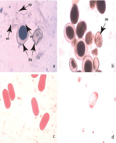 Figure 1. Development of male gametophyte and estimation of pollen viability by acetocarmine testing: (a) mature pollen and anther wall; (b) two-celled mature pollen grains; (c) viable pollen grains; (d) nonviable pollen grain. Abbreviations: pg, pollen grain; ep, epiderma; en, endotecium; ml middle layer. Magnification: 400×.