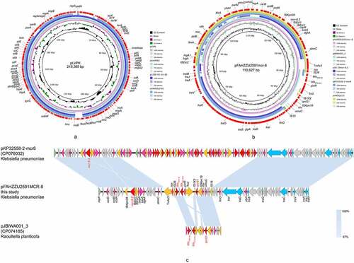 Figure 3. The genomic analysis of K. pneumoniae FAHZZU2591. (a) Comparison between plasmid pFAHZZU2591 and other pLVPK-like virulence plasmids based on BLASTn analyses (GenBank accession numbers from inside to outside are AY378100, CP034776, MN200128, and CP083752). Plasmid pLVPK (the outer circle) was used as the reference. (b) Comparison between plasmid pFahzzu2591mcr-8 and four similar plasmids in NCBI nr/nt database (accession numbers: CP074185.1, MK262711.1, CP076032.1 and LC549807.1). pFahzzu2591mcr-8 (the outer circle) was used as the reference. The different colours indicate different plasmids and are listed in the colour key. (c) a linear demonstration of main structural features of plasmid pFahzzu2591mcr-8 compared with plasmids pKP32558-2-mcr8 (CP076032) and pJBIWA001_3 (CP074185). Open reading frames (ORFs) are indicated as arrows that show the orientation of coding sequence with the gene name. Yellow indicates genes related to mobile elements, red indicates genes related to drug resistance, blue indicates genes involved in conjugation and pink represents other functional genes. Hypothetical protein encoded genes are coloured by grey. Regions with a high degree of homology are indicated by pale blue shading.