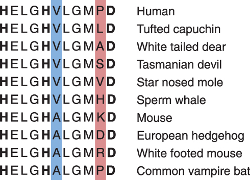 Figure 2 The zinc-binding motif in the metalloprotease catalytic site of ADAMDEC1 is highly conserved in mammals. The bold letters represent the histidine repeat motif in which the third histidine is replaced by aspartate in the zinc-binding site of ADAMDEC1. Only two and nine variations of amino acid exist at the two amino acid positions, shaded blue and red respectively, within the zinc-binding motif among the 126 species known to possess ADAMDEC1.