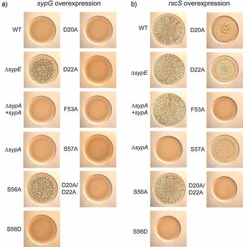 Figure 6. Impact of sypA mutations on biofilm formation. Colony morphology at 48 h of strains that carry pEAH73 (sypG overexpression) (a) or pKG11 (rscS overexpression) (b). The base strains are as described in Table 1: wild type (WT), ES114; ΔsypE, KV10149sypE; ΔsypA, KV10032; ΔsypA + sypA, KV10163; and ΔsypA derivatives that carry the following sypA alleles: S56A, KV10247; S56D, KV10331; D20A, KV10248; D22A, KV10334; F53A, KV10249; S57A, KV10332; D20A/D22A, KV10401. Cultures were spotted on LBS plates containing chloramphenicol. Representative images are shown.