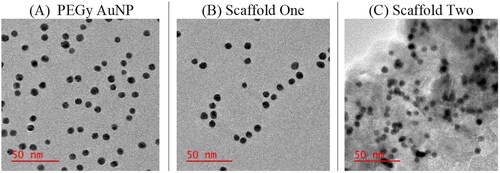 Figure 3. HRTEM images of the molecular scaffold showing well dispersed particles of sizes averaging 10 nm in size and surface alteration in (C) showing the presence of mAbs on the surface of AuNPs.