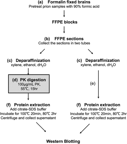 Figure 1. Workflow of protein extraction from the formalin-fixed paraffin-embedded (FFPE) samples. The FFPE samples are sectioned into two tubes, one for proteinase K (PK) treatment (d) and the other without PK treatment (e), and the proteins are then extracted.