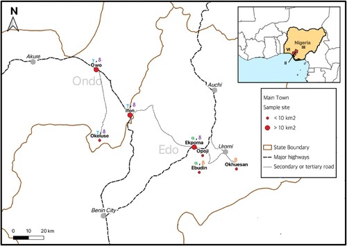 Figure 1. The Edo-Ondo Lassa fever belt. Red dots within the enlarged map indicate localities sampled in this study. Above each locality are stated the LASV clades resolved within sub-lineage 2 g (i.e. 2gα, 2gβ, 2gγ & 2gδ). Inserted is Nigeria with the region comprising Edo and Ondo States shaded red. Roman numerals within Nigeria denote geographic distribution of LASV lineages that, leading up to this study, were detected within Nigeria in the rodents Mastomys natalensis (lineage II), Mastomys erythroleucus (III) and Hylomyscus pamfi (VI) respectively.