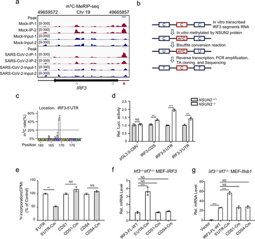 Figure 6. IRF3 m5C methylation site mutation results in enhanced IRF3 expression and antiviral response. (a) Visualization of m5C-MeRIP-seq results shows regions of enrichment for m5C immunoprecipitation (upper) over input (lower) from uninfected or SARS-CoV-2-infected Caco-2 cells. The positive m5C site identified by in vitro bisulfite RNA sequencing (Figure 6c) are marked in red solid triangle and the control sites are marked in black hollow triangle which are not identified by in vitro bisulfite RNA sequencing and identified as no biological function (Figure 6e–g). (b) Schematic depiction of in vitro bisulfite RNA sequencing to distinguish m5C (cytosine methylated by NSUN2) from C (cytosine not methylated). (c) Identification of m5C modification on cytosines of 5’UTR of IRF3 mRNA by bisulfite RNA sequencing. Data are expressed as the ratio of m5C to (C + m5C) from three independent replicates. (d) Wild-type HEK293T cells or NSUN2−/− HEK293T cells were transfected with pGL.3.0-CMV-Luc or pGL3.0-CMV-IRF3-CDS-Luc or pGL3.0-CMV-IRF3-5’UTR-Luc or pGL3.0-CMV-IRF3-3’UTR-Luc, together with Renilla luciferase (RL-TK). Forty-eight hours later, firefly luciferase activity against Renilla luciferase activity was analysed. (e) In vitro m5C methylation assays of the IRF3 segments or the cytosines mutated segments using recombinant GST-NSUN2. (f-g) qPCR analysis of IRF3 mRNA or Ifnb1 mRNA in Irf3−/−Irf7−/− MEFs transfected with plasmid encoding NSUN2 along with wild-type IRF3 full length (IRF3-FL-WT) or various cytosine-mutated IRF3-FLs for 48 h, as indicated, with stimulation by SeV for 8 h. Data are representative of three independent experiments and were analysed by two-tailed unpaired t test. Graphs show the mean ± SD (n = 3) derived from three independent experiments (or two independent experiments for 6e). NS, not significant for P > 0.05, *P < 0.05, **P < 0.01, ***P < 0.001.