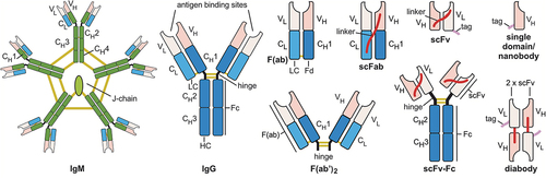 Figure 3. Antibody formats most frequently used in research assays: IgM, Immunoglobulin M; IgG, Immunoglobulin G; F(ab’)2, divalent fragment antigen binding; F(ab), fragment antigen binding, now usually named Fab; scFab, single chain fragment antigen binding; scFv-Fc, single chain fragment variable::Fc fusion protein; scFv, single chain fragment variable; diabody, dimerized scFv; and single domain antibodies/nanobody. Constant regions are colored dark blue (γ chains), green (µ chains), or light blue (κ or λ chains); variable (antigen binding) regions in pink. Yellow lines indicate disulfide bonds, red lines peptide linker, purple lines peptide tags. C, constant region, V, variable region, HC, heavy chain; LC light chain. Elements are not drawn to scale.
