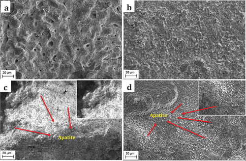 Figure 11. SEM micrographs showing bioactivity of (a) MF_P, and (b) MHF_P after 14 days of immersion in SBF.