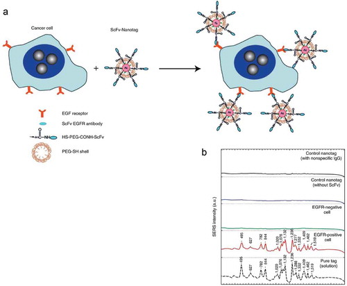 Figure 6. Cancer cell targeting and spectroscopic detection by using antibody-conjugated SERS nanoparticles. (a) Preparation of targeted SERS nanoparticles by using a mixture of SH-PEG and a hetero-functional PEG (SH-PEG-COOH). Covalent conjugation of an EGFR-antibody fragment occurs at the exposed terminal of the hetero-functional PEG. (b) SERS spectra obtained from EGFR-positive cancer cells (Tu686) and from EGFR negative cancer cells (human non-small cell lung carcinoma NCI-H520) together with control data and the standard tag spectrum. All spectra were taken in cell suspension with 785-nm laser excitation and were corrected by subtracting the spectra of nanotag-stained cells by the spectra of unprocessed cells. The Raman reporter molecule is diethylthiatri-carbocyanine (DTTC), and its distinct spectral signatures are indicated by wave numbers (cm–1) [Citation71].