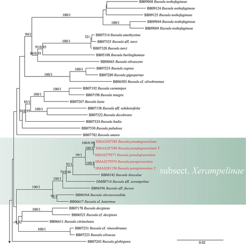 Figure 2. Maximum likelihood tree of subgen. Russula crown clade based on 4-locus (nucLSU-mtSSU-rpb2-tef1) combined sequences, bootstrap values higher than 70% were displayed around nodes. Collections of the two novel species are shown in red. “T” refers to a type specimen.
