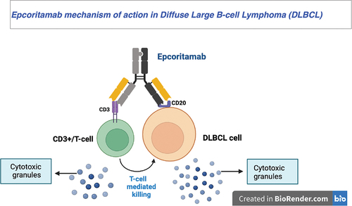 Figure 1. Epcoritamab T cell – engagement with the CD3 receptor on T cells and the CD20 receptor on the surface of lymphoma cells. The action releases cytokines and induces B-cell lysis.
