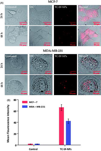 Figure 6. Cellular uptake of TC-SF-NPs by MCF-7 and MDAMB-231 cell lines. (A) Confocal microscopy images of MCF-7 and MDA-MB-231 cells treated with PI-labeled TC-SF-NPs for 24 and 48 h. (B) Flow cytometry quantitative analysis showing percentage of uptake of PI-labeled TC-SF-NPs by MCF-7 and MDA-MB-231 cells following 24 h incubation. Data are expressed in mean ± SD. **p < .01. TC: tamoxifen citrate; TC-SF-NPs: tamoxifen citrate silk fibroin nanoparticles.