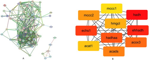 Figure 5. PPI network construction and hub gene screening.