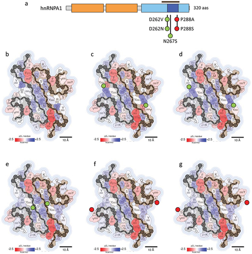Figure 2. Impact of hnRNPA1 disease-associated mutations on fibril stability. (a) domain organization of hnRNPA1. Residues covered by the amyloid core in the cryo-EM hnRNPA1 fibril structure (PDB 7BX7) [Citation17] are indicated with a brown bar. (b-g) stabilization energy maps of the amyloid fibrils formed by the WT protein (b) and their corresponding disease-associated mutants D262V (c), D262N (d), N267S (e), P288A (f) and P288S (g). Note that amyloid fibril structures are colored by energy, being red and blue the stabilizing and destabilizing residues, respectively. In (a-g) the nature of the disease-associated mutations is indicated with green (stabilizing) or red (destabilizing) filled circles.