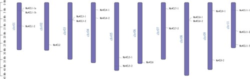 Figure 1. Chromosome location analysis of banana (Musa acuminata) 4CL family members. The scale on the left is for the length of the chromosome.