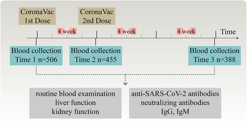 Figure 1. Study design and flow diagram. A total of 506 healthy volunteers who were not infected with COVID-19 nor received any COVID-19 vaccine were enrolled. All participants received two doses of CoronaVac via intramuscular injection in the deltoid muscle, with a 4-week interval between each dose. Blood samples were collected from each participant three times: before the first dose of vaccine (time 1), before the second dose (time 2), and 8 weeks after the second dose (time 3). Ultimately, 388 participants completed the entire follow-up procedure. The blood samples were utilized for routine blood examination, as well as for assessing liver and kidney function and anti-SARS-CoV-2 antibodies. Time 1, prior to the first dose of vaccine; time 2, prior to the second dose; time 3, 8 weeks following the second dose; IgG, immunoglobulin G; IgM, immunoglobulin M.