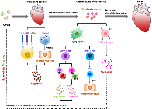 Figure 3. The immune mechanisms in the development of CVB3-induced myocarditis. Viral myocarditis is attributed to a combination of viral and host factors in vulnerable people. As viruses replicate, they trigger a cascade of PRRs (TLRs, NLRs, RAGEs) that are essential for activating immune cells and mediating the production of cytokines; simultaneously, NK cells directly destroy virally infected cells. In some cases, the virus will be eradicated during this process; otherwise, it can progress to chronic myocarditis or DCM with adaptive immunity engaged. The release of viral antigens is then followed by delivery through APCs (e.g. dendritic cells) that activate CD4+ T cells to develop into distinct subsets and secrete cytokines, whereas CD8+ T cells differentiate into CTLs that lyse virally infected cells. B cells secrete antibodies, and with the induction of anti-viral T cells and antibody responses, the infectious virus may be eradicated. After viral lysis of the infected cells, intracellular proteins (i.e. cardiac myosin) or cryptic epitopes (i.e. host antigens), are released and presented by APCs to CD4+ T cells, CD8+ T cells and B cells, which mediate inflammation through the secretion of cytokines, cytolysis, and production of autoantibodies, respectively, triggering an autoimmune response that in turn infiltrates the heart and exacerbates inflammation. Eventually, if the virus clears, the myocardium can revert to normal, but delayed or ineffective viral clearance generates myocyte degeneration, interstitial fibrosis, hypertrophy, and DCM.