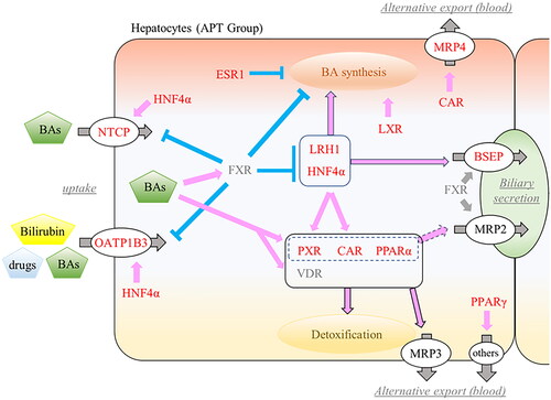 Figure 5. Overview of changes in fetal hepatic NRs and hepatobiliary transporters. Activated NRs by ligands (BAs, bilirubin, and drugs) promote (pink) or suppress (blue) expression of other NRs or target transporters. Increased mRNA expressions were highlighted in red. NRs: nuclear receptors; APT: artificial placenta therapy; BAs: bile acids; HNF4α: hepatocyte nuclear factor-4 alpha; LRH1: liver receptor homolog-1; LXR: liver X receptor; ESR1: estrogen receptor-1; FXR: farnesoid X receptor; PXR: pregnane X receptor; CAR: constitutive androstane receptor; PPAR: peroxisome proliferator-activated receptor; VDR: vitamin D receptor; NTCP: sodium taurocholate co-transporting polypeptide; OATP1B3: organic anion transporting polypeptide-1B3; BSEP: bile salt export pump; MRP: multidrug resistance protein.