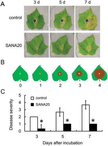 Figure 2. Antagonistic activity of SANA20 toward B. cinerea on cucumber seedlings. (a) Representative symptoms of B. cinerea on leaves treated with SANA20 or sterilized water (control) on days 3, 5, and 7 after incubation. (b) Disease severity index. (c) Disease severity. Bars indicate means ± standard deviations of triplicate experiments (n = 9). Mean values that are statistically different from control (P < 0.01) are indicated by an asterisk