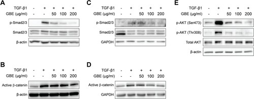 Figure 4. GBE inhibited TGF-β signaling in the fibroblasts. NIH3T3 cells (A and B) and normal human dermal fibroblasts (C–E) were treated with TGF-β1 (10 ng/ml) and GBE for 24 h. The protein levels of downstream targets (p-Smad2/3, active β-catenin, and p-AKT) of the TGF-β signaling pathway were analyzed by western blot. Beta-actin or GAPDH was used as a loading control.