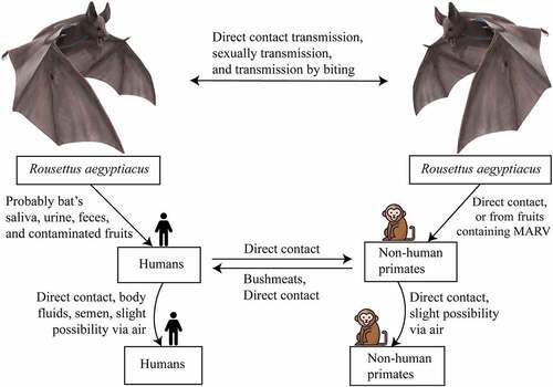 Figure 4. Transmission and spread of Marburg virus. Reservoirs of the Marburg virus, such as African fruit bats, can spread the virus among themselves by direct contamination, through sexual transmission, or due to biting. Direct contact with reservoir hosts or viral-contaminated fruit consumption may spread the virus to humans and non-human primates (NHPs). Transmission between humans and NHPs may occur through direct contact, and NHP-to-human transmission occurs due to bushmeat consumption and through direct contact. Direct contact and aerosols can facilitate both human-to-human and NHP-to-NHP transmission.