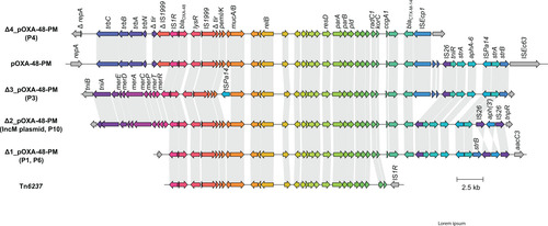Figure 2: Variants of genetic environments of blaOXA-48 in P. mirabilis compared to the plasmid pOXA-48-PM. Grey arrows indicate mobile genetic elements or associated genes. Unlabelled arrows indicate genes coding for hypothetical proteins. IRL/IRR = left and right inverted repeats. TSD = target site duplications.