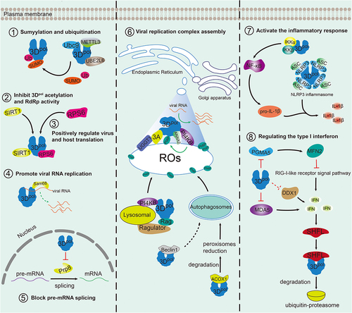 Figure 3. Diverse functions of the picornavirus 3Dpol protein and interactions with multiple host factors.
