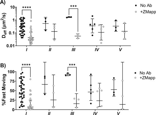 Figure 3. Ab-mediated trapping of Ebola VLPs by Community State Type (CST). (A) Ensemble-averaged 〈Deff〉 or (B) percent fast-moving viruses (Deff ≥ 0.347 µm2/s) in pH-neutralized CVM treated or untreated with ZMapp. Samples are grouped by microbial CST. Samples were sequenced with 16s rRNA whole-genome sequencing analysis and classified into CSTs depending on the predominant microbial species, according to the following groups: Class I (L. crispatus, n = 34), Class II (L.gasseri, n = 3), Class III (L.iners, n = 3), Class IV (G.vaginalis, n = 5), or Class V (L.Jensenii, n = 3). Solid lines represent geometric mean and standard deviation. Statistical significance is measured by repeated measures mixed effects analysis with post-hoc Sidak test (***p < 0.001, ****p < 0.0001).
