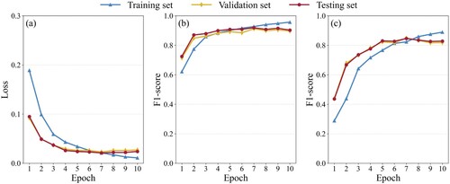 Figure 5. Results of model losses and F1-scores on training, validation and testing sets. (a): Model losses; (b): F1-scores of stage 1; (c): F1-scores of stage 2.
